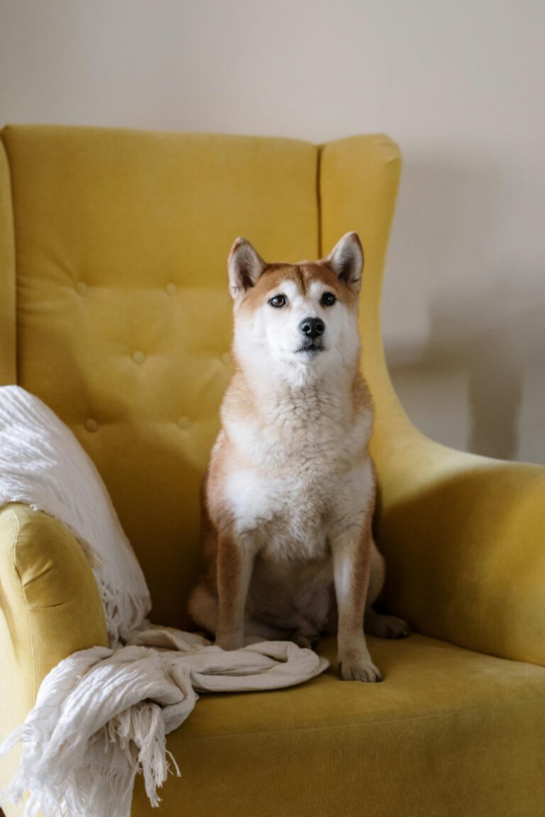 如何處理狗狗的焦慮問題
